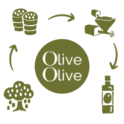 OliveOlive
