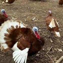 Finnley's Free Range Heritage Turkeys
