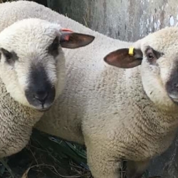 Gorselands Dorset Down Sheep