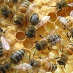 Norwell Apiary Honeybees