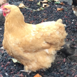 Rare Breed Chickens & Ducks-Kent