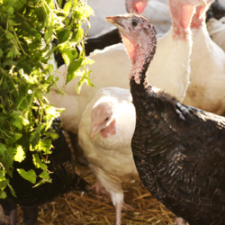 Smiths Farm Poultry