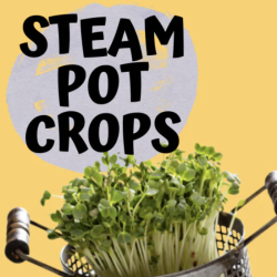 Steam Pot Crops