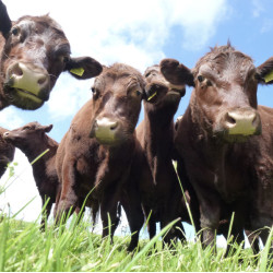 Ruscombe Farm red Poll Beef