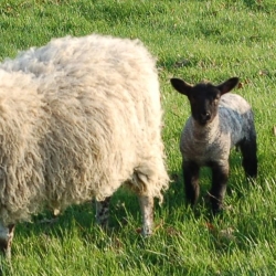 Litton Lamb