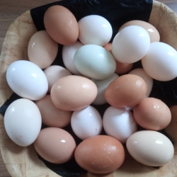 Armchair Eggs - Easy eggs to your door