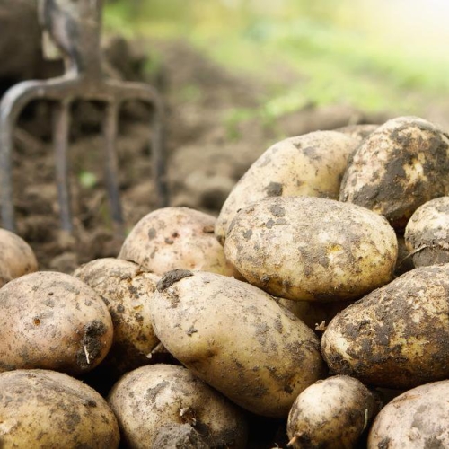 Wilja 3kg bag of potatoes
