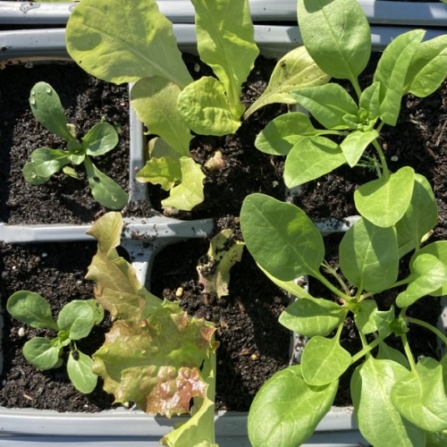 Salad Growing Pack