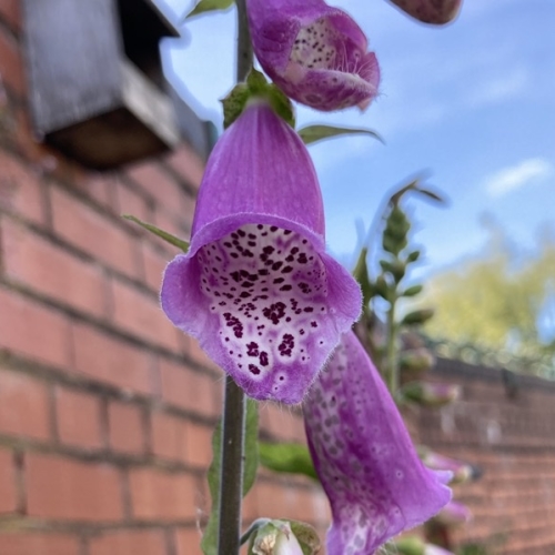 Fox Gloves