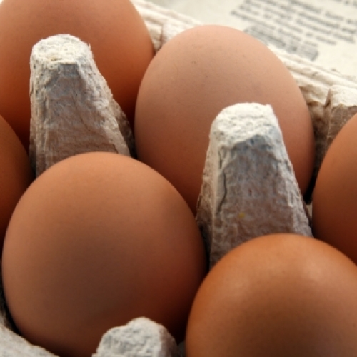 Eggs Barn reared
