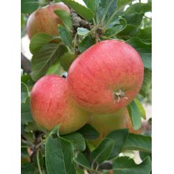 Apple tree - Fiesta - MM106 rootstock