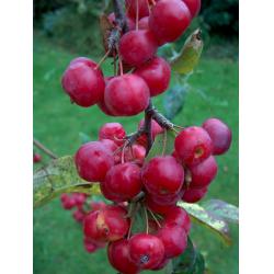 Crab apple tree - Red Sentinel - MM106 rootstock