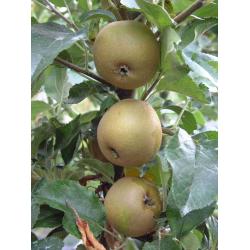 Apple tree - Egremont Russet - M26 rootstock