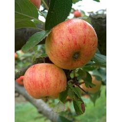 Apple tree - Sunset - M26 rootstock