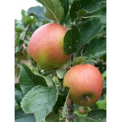 Apple tree - Winston - MM106 rootstock