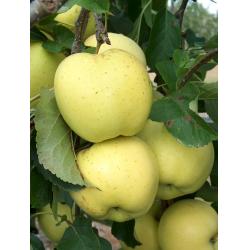 Apple tree - Greensleeves - MM106 rootstock