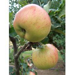 Cooking apple tree - Annie Elizabeth - M26 rootstock
