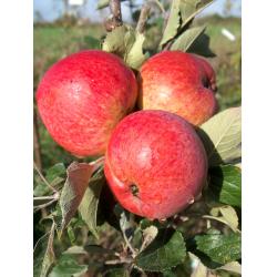 Cider apple tree - Harry Masters Jersey - M25 rootstock