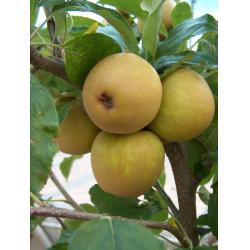 Apple tree - Herefordshire Russet - MM106 rootstock