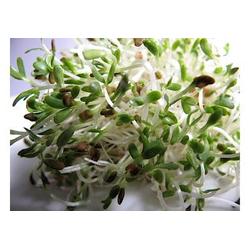 Organic Alfalfa seeds 200g