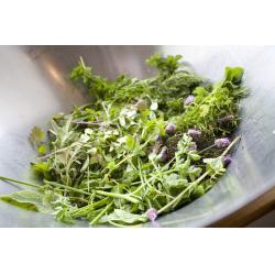 The Kitchen Garden - Herbs