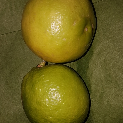 ORGANIC LIMES x1
