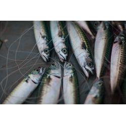 Whole Mackerel
