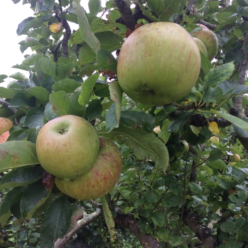 Nissi Bramley cooking apples