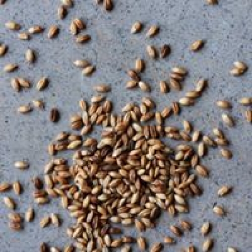 HODMEDOD’S Spelt, Wholegrain, Organic
