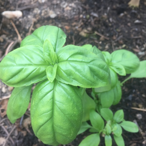 Nissi Basil