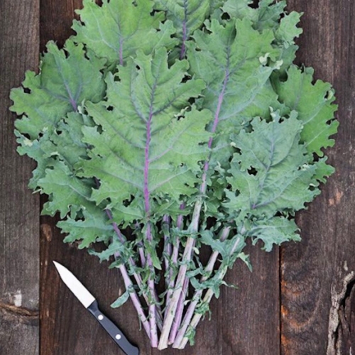 Red Russian Kale