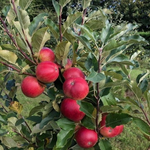 Worcester Pearmain Apples