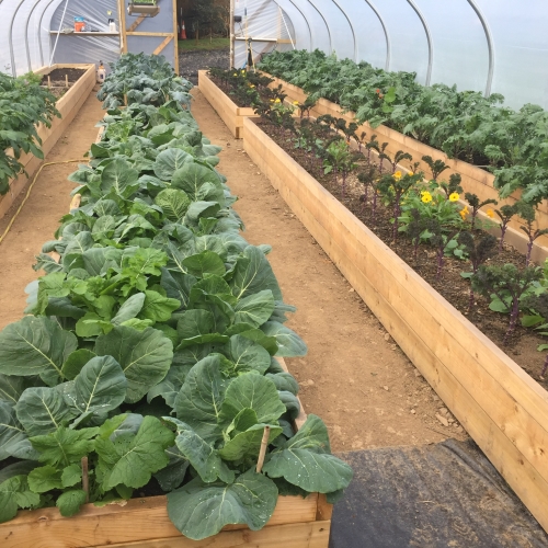 Nissi Curly Kale