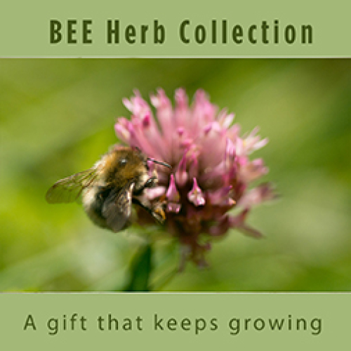 Bee/Pollinator-  Herbal Plant Collection