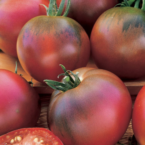Tomato- Black Russian