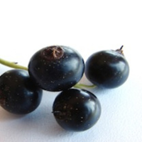 BLACKCURRANT CORNISH