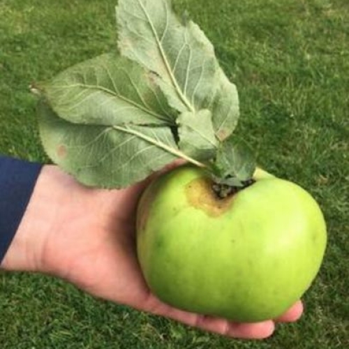 Bramley Apples