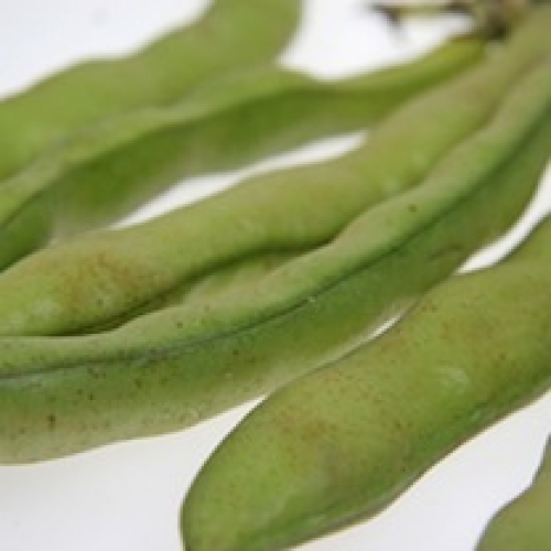 Bean Sprouts /w