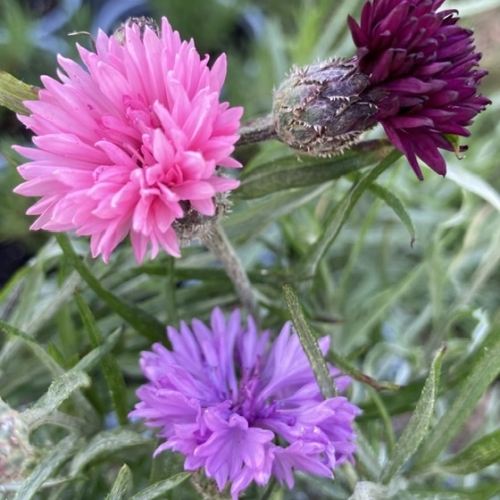 Corn Flower
