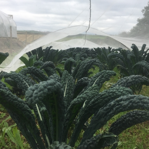 Nissi Cavolo Nero kale