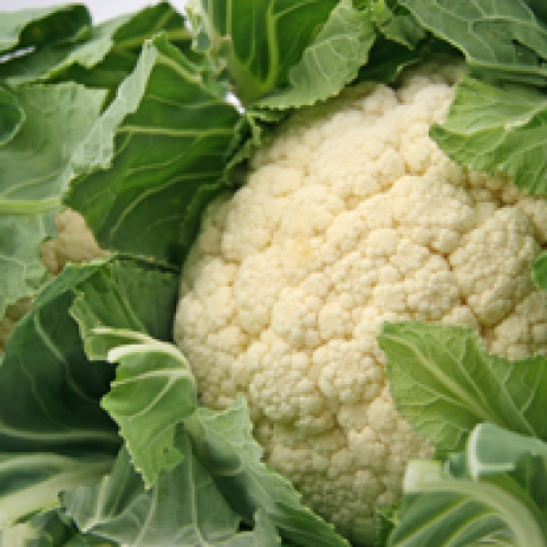 CAULIFLOWER CORNISH /T