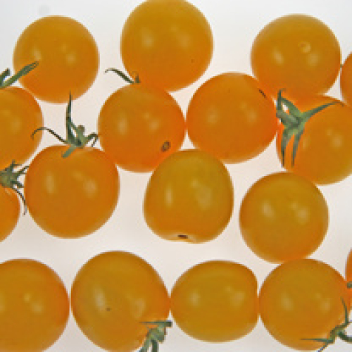 Cherry Tomato /T