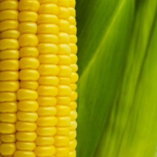 Corn on the cob /t