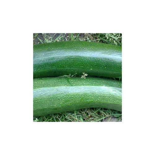 COURGETTE BLACK BEAUTY