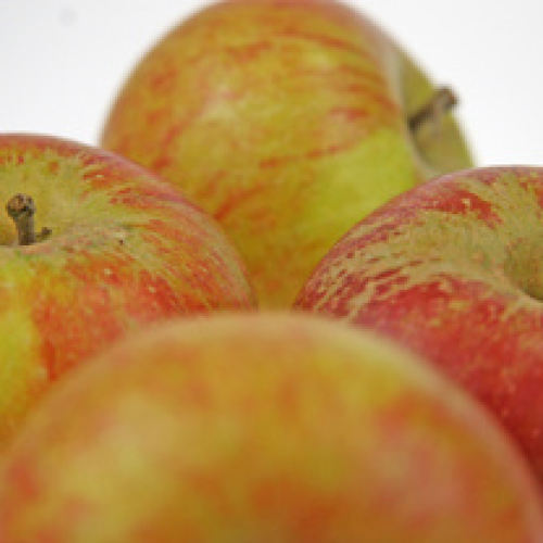 COX APPLE /t
