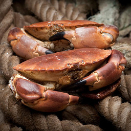 Crab Meat - Brown - frozen