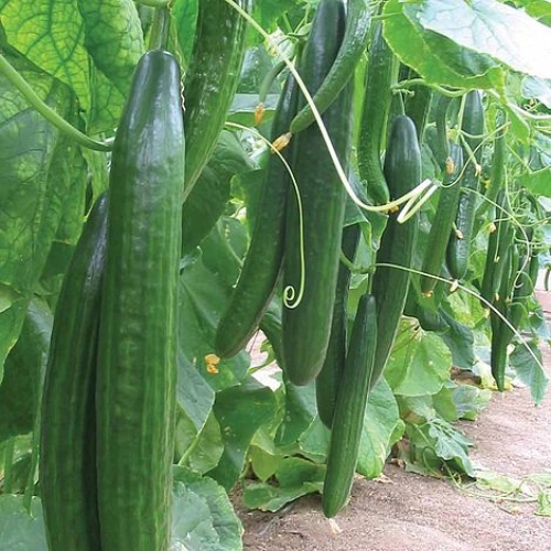Cucumbers