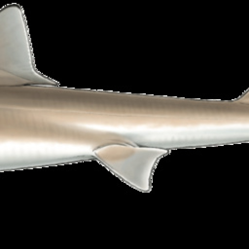 DOGFISH