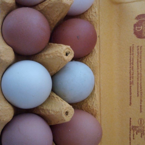 30 EGGS BY POST - FULL TRAY GMO AND SOYA FREE eggs FREE RANGE CORNISH EGGS