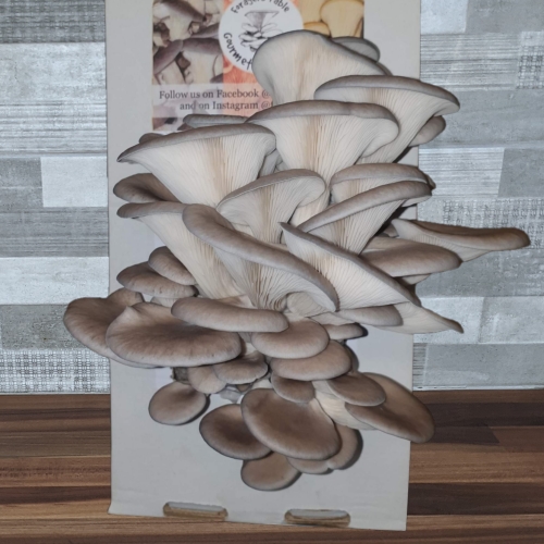 Florida Oyster Mushroom Growing Kits - Foragers Table